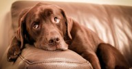 Six easy-going dog breeds that don't need much maintenance for busy pet owners