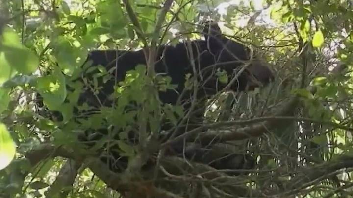 Florida bear hunt permits move forward