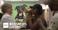 Maryland woman reunited with dog after it was stolen in car