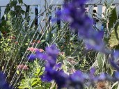 Gardening tips: Best times to water, plant, prune and other garden tasks
