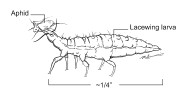 How to use biological controls to battle pests in your Northeast Ohio garden