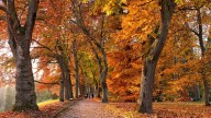 Equinoccio de otoño en Estados Unidos: la fecha exacta en que comienza en 2025