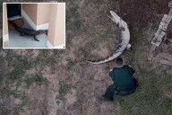 Deputies lasso hulking, 6-foot gator in resident's yard, wrestle it into cruiser