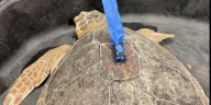 Institute for Marine Mammal Studies to release sea turtles back into the Gulf