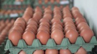 Colombia está lista para exportar huevos frescos hacia Cuba