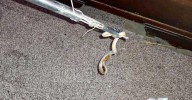 Serpiente irrumpe en vivienda de Reynosa y Protección Civil acude al rescate
