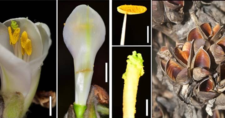 Científicos hallan en páramo colombiano nueva especie botánica, única en el mundo: está amenazada por minería