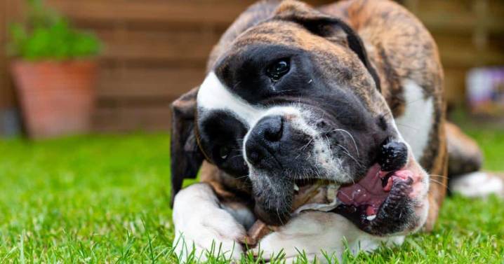 If Boxers Could Text: 7 Messages Your Boxer Would Send You Today
