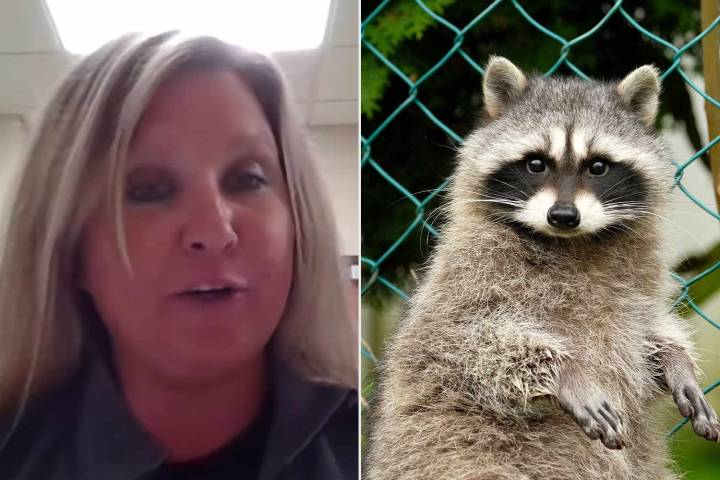 Nurse Gives Drunken Raccoon CPR: See Video
