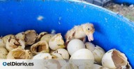 Patos entre excrementos y cadáveres: la macrogranja de Portugal que vende su carne en España