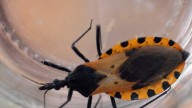 What is 'kissing bug' disease? Can you get Chagas in Ohio? What to know