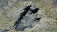 Scientists discover a new dinosaur from Argentina with a crocodile bone in its mouth