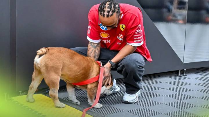 Lewis Hamilton asks for ‘thoughts and prayers’ as beloved Roscoe suffers health scare