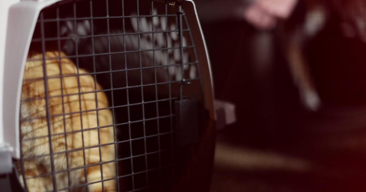 Animal Surrender Barn Cats.MP4