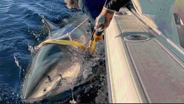 Meet Contender: The Largest Tagged Male Great White Shark In North Atlantic, At 4.19 Meters