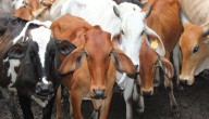 Dinamarca implementará impuestos por las emisiones de vacas y cerdos
