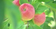 Ohio apple orchard named one of the best in America