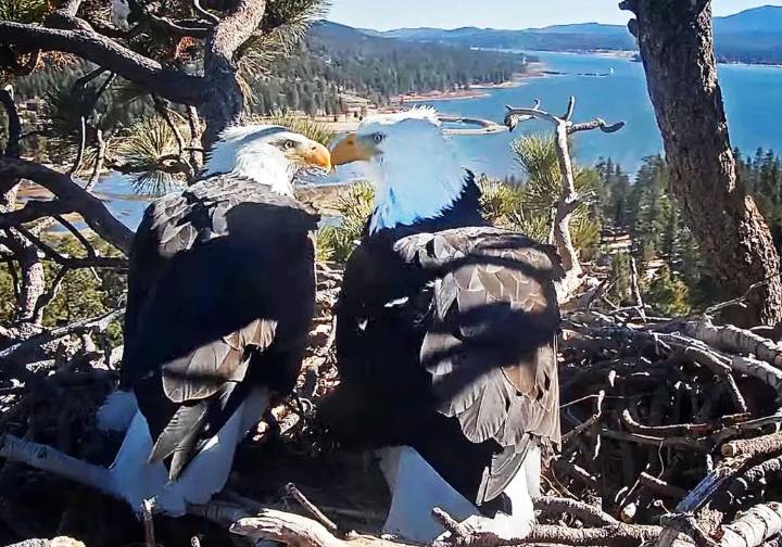 Path cleared for 50 houses near bald eagles’ habitat in Big Bear area