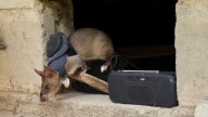 Land mines and tuberculosis are no match for Tanzanian ‘hero rats’ sniffing out danger and disease