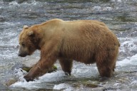 Alaska’s Fat Bear Week kicks off with online voting to crown the most oversized ursine