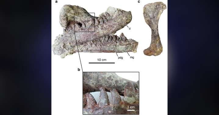 Newly Discovered Megaraptor Still Had an Ancient Crocodile in Its Mouth