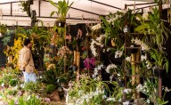 Muestra floral más importante de Colombia: XXII Exposición de Orquídeas en Bogotá