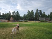 To the editor: Love and hard truths of a good, old dog