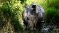 Rhinos went extinct in Uganda 40 years ago. Now, a private ranch is home to almost 50