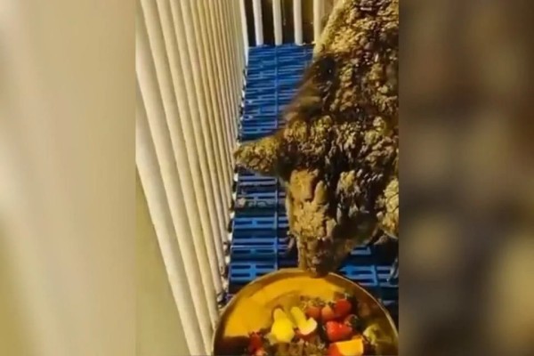 Trasladan a osa 'Mina' a Fundación Invictus, en Hidalgo