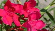 La planta de flores imponentes que es resistente al sol y a la sequía