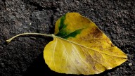 Reno's autumn leaves: When will Northern Nevada get fall foliage?