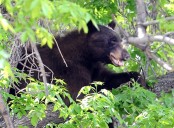 Upcoming in Loveland: Cole Swindell concert; Bears Along the River; more