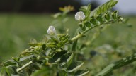 How To Naturally Improve Your Garden's Soil With Nitrogen