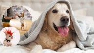 Veterinarios alertan: la humanización de perros afecta su bienestar