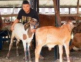 SENA Casanare busca ajustar y proyectar programas de capacitación con la cadena productiva ganadera