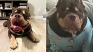 Family Asks North Carolina Vet To Put Down Their Healthy Dog, But Fate Had Other Plans