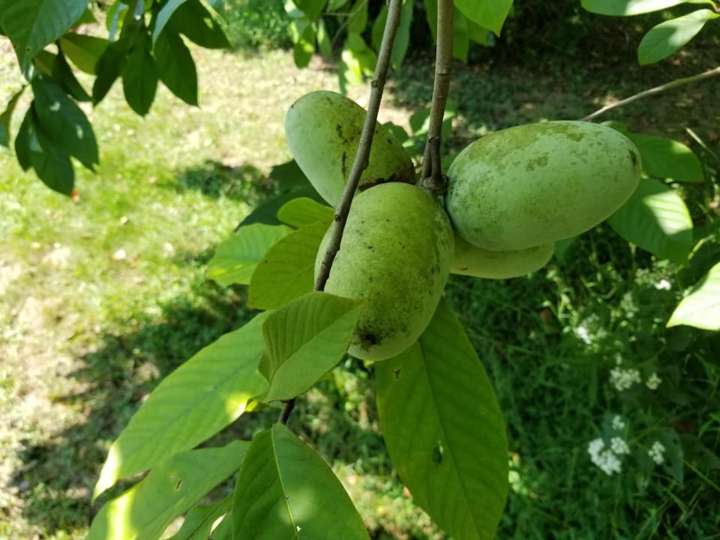 Go way down yonder in a pawpaw patch: What to know about this native Pa. fruit