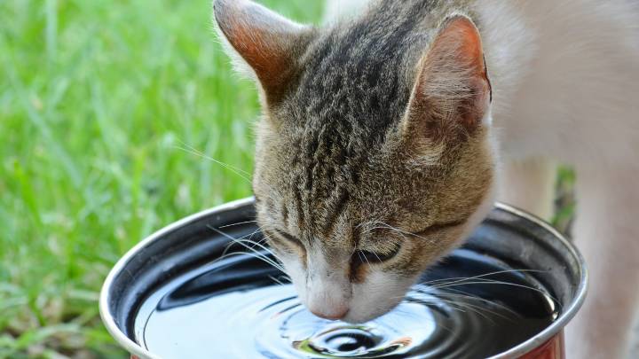 Si tu gato tiene los riñones sanos, tiene un tesoro: como fomentar que beba agua
