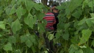 Localizan Nueva Fosa Clandestina en Zapopan; Hallan 3 Cuerpos