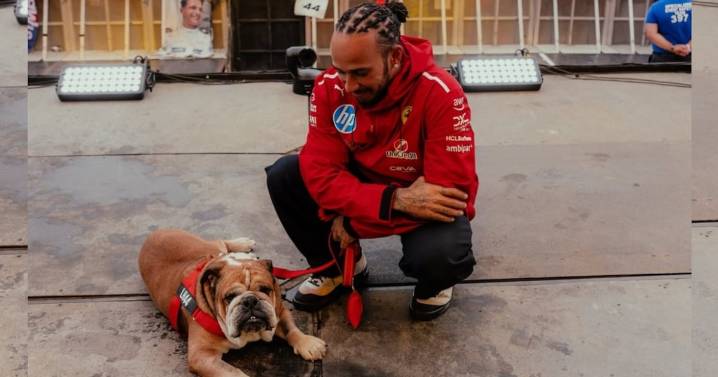 Muere Roscoe, el bulldog de Lewis Hamilton; el piloto se declara devastado