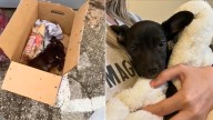 Texas Puppy Found In A Dumpster Finds Joy After Kind Woman Adopts Him