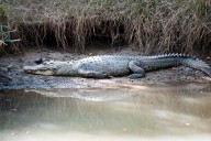 Mom of 3 'Dragged' into River During Crocodile Attack, Half