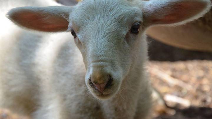 El impacto humano remodela el tamaño de animales domésticos y silvestres en el último milenio