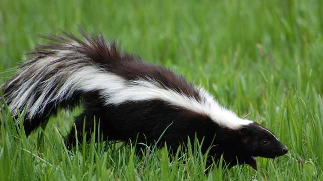 Skunk in Mass. school causes class cancellations for the day