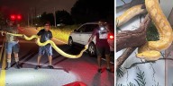 Python captured in Newberry County on display at SC serpentarium