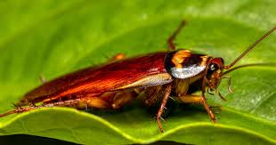 La cucaracha, un insecto que inspira innovaciones energéticas e industriales en Brasil