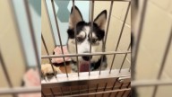Washington Dog's 500-Day Shelter Stay Brings Tears As Woman Walks Past His Kennel