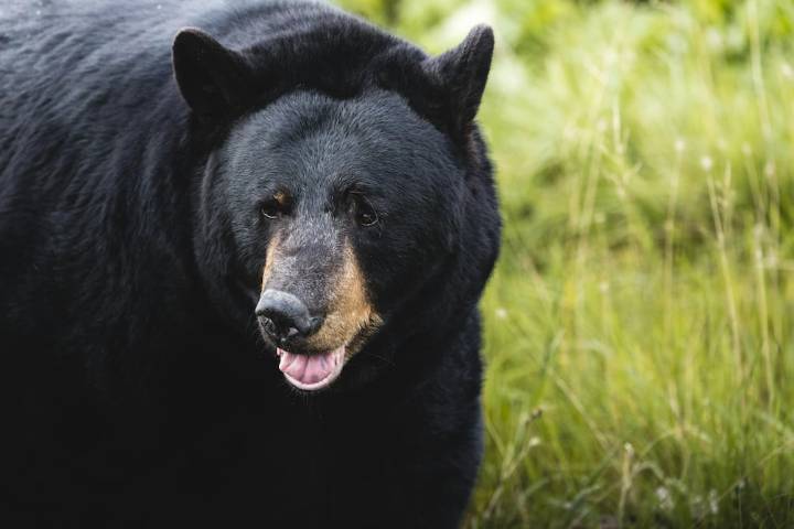 Florida permite nuevamente la caza de osos con el fin de controlar la población de estos animales