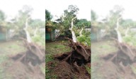 Árbol que se cayó en la TELB Cecilio Acosta no hizo daño a nadie