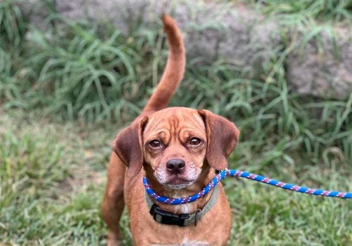 What's a Carolina dog? Pups large and small would like to go home with you